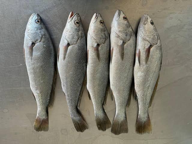 Ikan Gulama