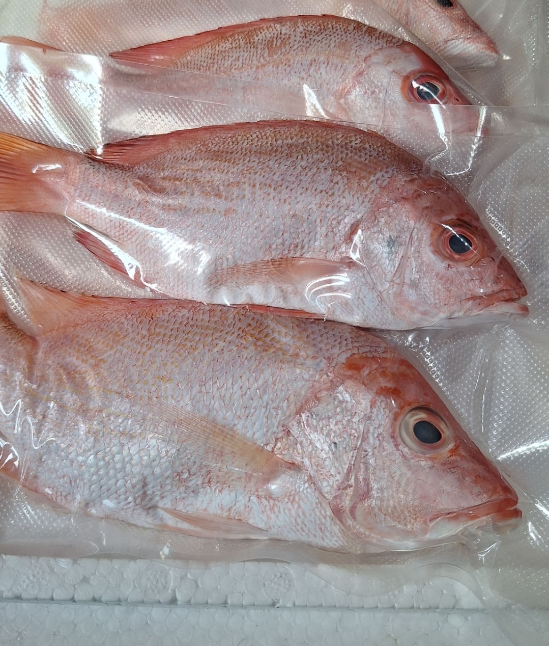 Ikan Kakap Merah