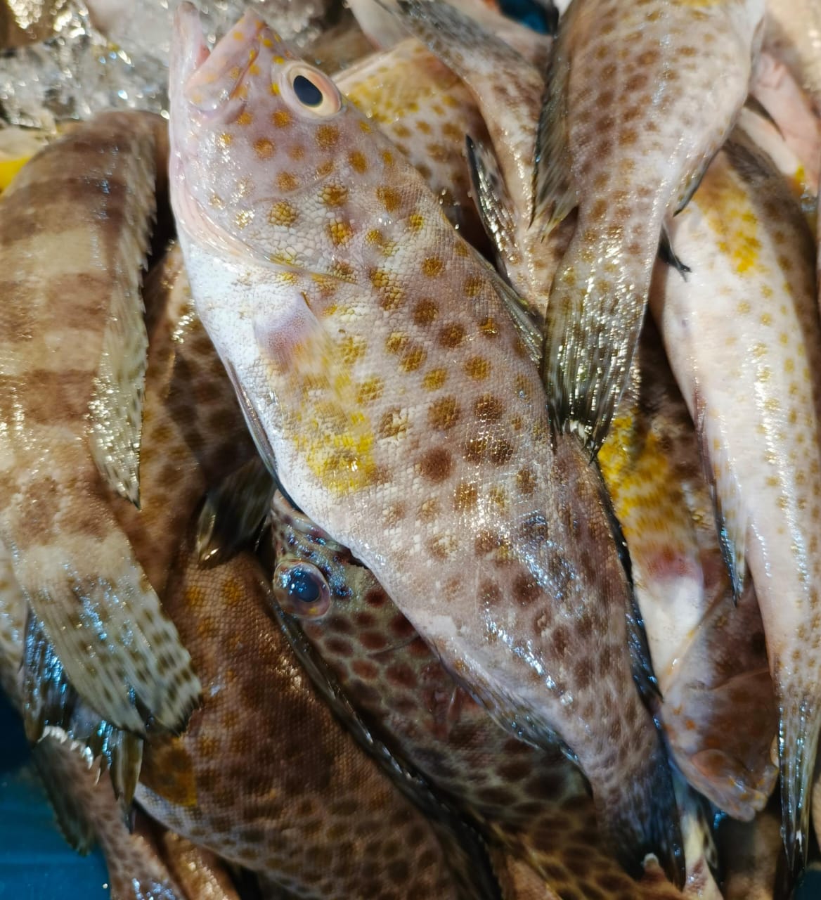 Ikan Kerapu