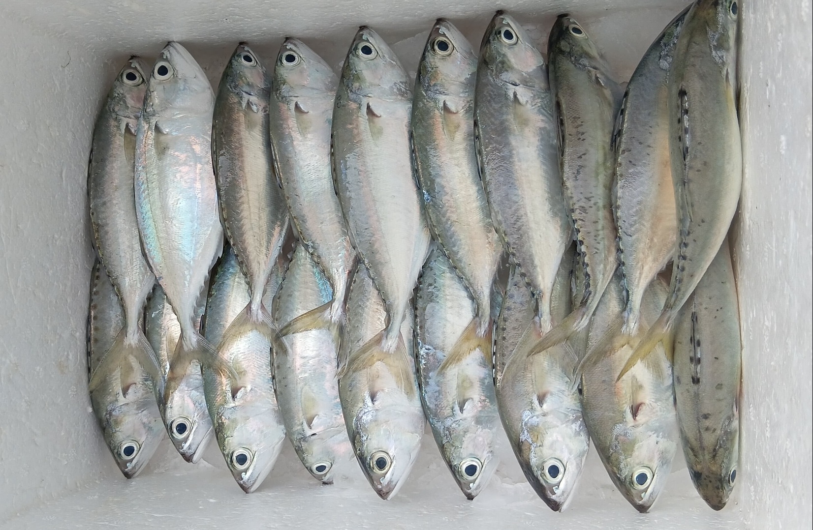 Ikan Kembung