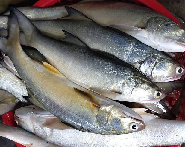 Ikan Senangin / Laosan