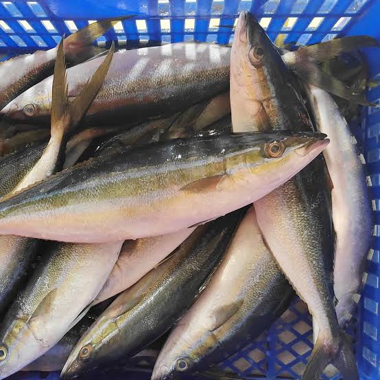 Ikan Sunglir