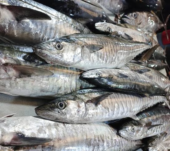 Ikan Tenggiri