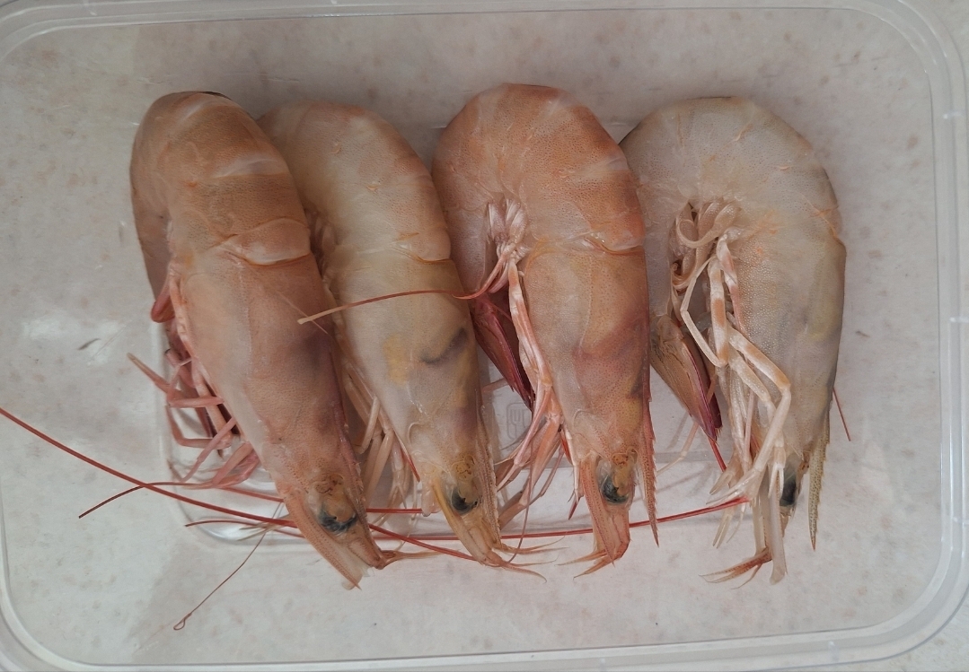 Udang Laut Besar